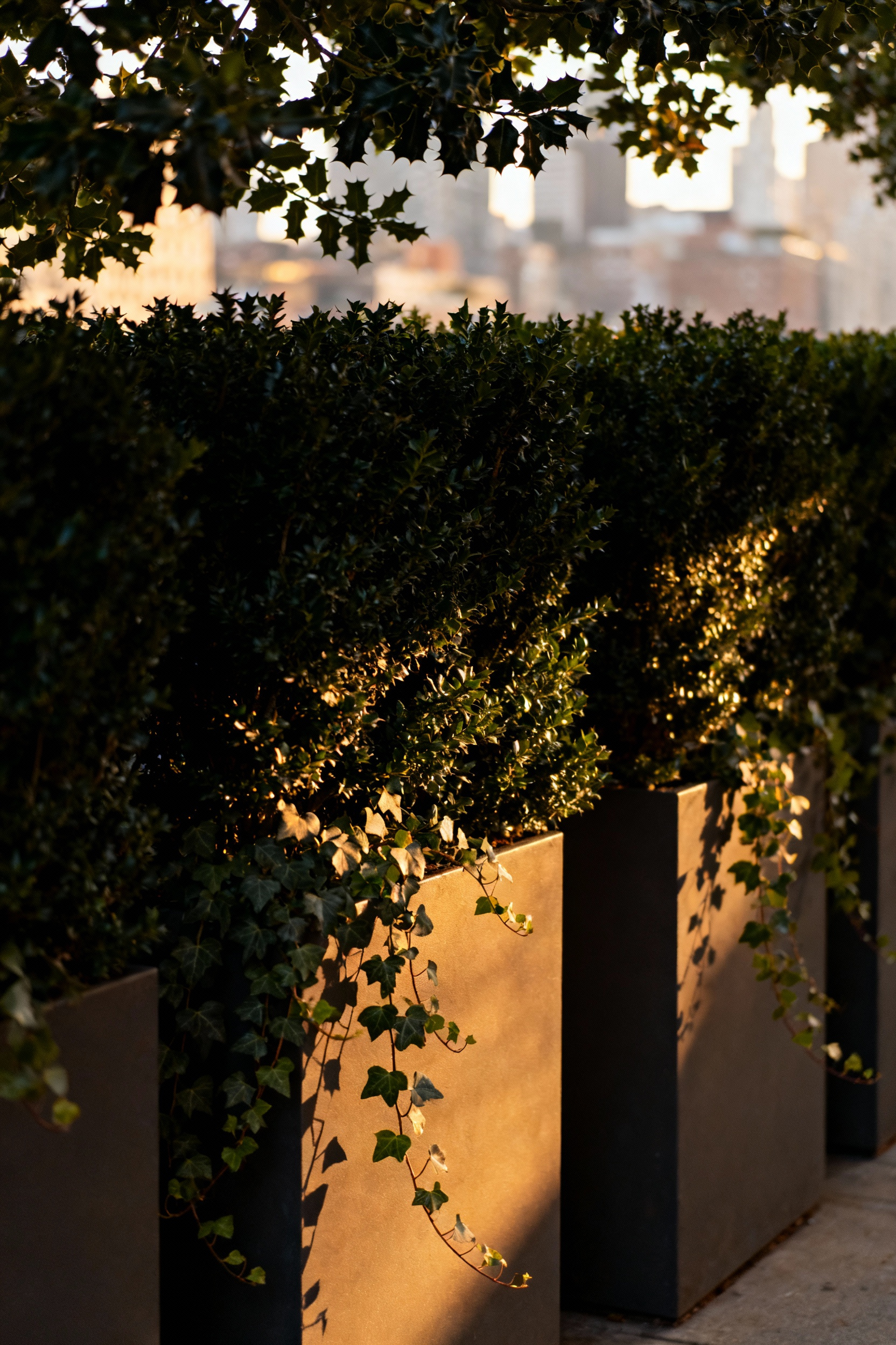 A dense barrier of evergreen ivy and small-leafed shrubs on an urban balcony, designed to acoustically dampen noise pollution from the blurred city background.