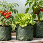 Container vegetable garden featuring a variety of healthy plants like tomatoes, lettuce, and bell peppers in correctly sized fabric grow bags, highlighting their breathability and promotion of robust root systems.